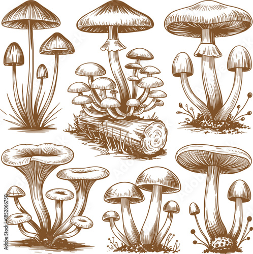 Vintage Mushroom Illustration Collection Botanical Forest Fungi.