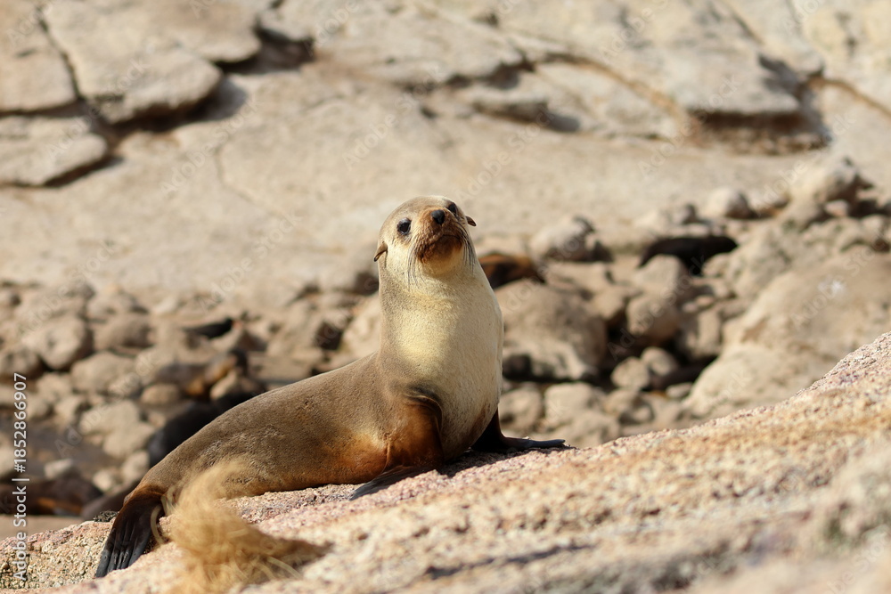 Fototapeta premium Australian fur seal
