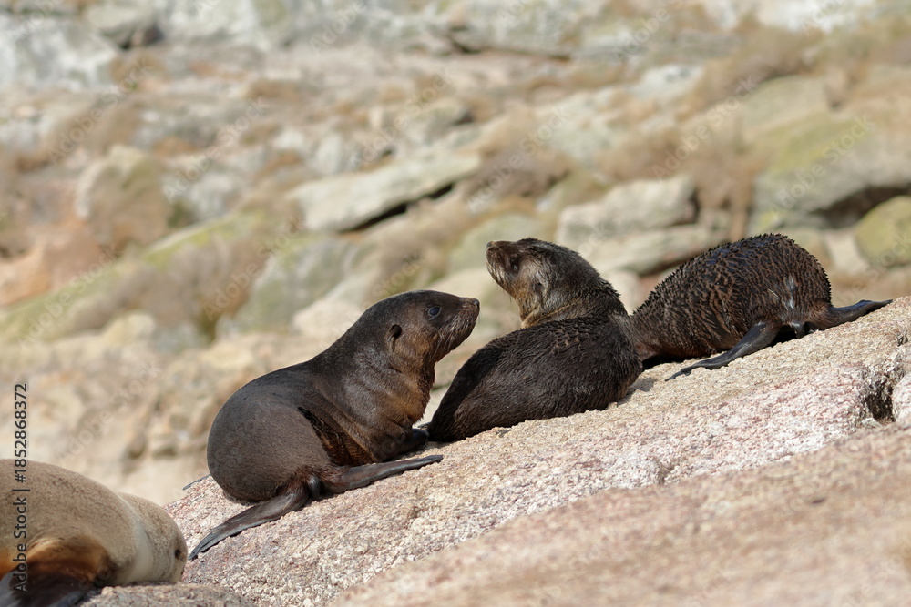 Fototapeta premium Australian fur seal