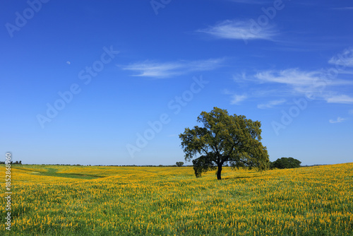 Bild auf Leinwand Portugal, Alentejo, Evora - solitary cork oak tree - Quercus suber, in a field of yellow lupin flowers in springtime