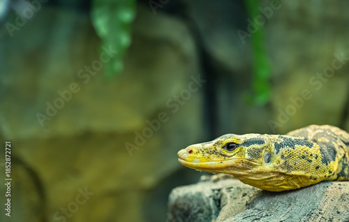 Yellow headed water monitor or Mindanao water monitor, has the highest degree of yellow coloration among all the endemic water monitors in the Philippines