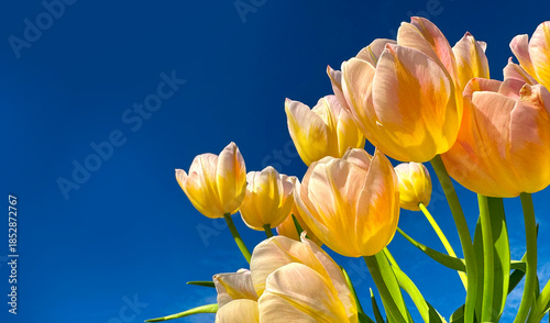 Spring tulips over blue sky background. Bright Tulips flower blooming in spring garden, sun light. Easter, Mother's Day concept. Spring garden tulip flowers blooming on flower bed, trendy gardening
