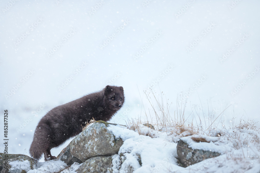 Obraz premium Blue morph Arctic fox standing in a snowy white winter landscape