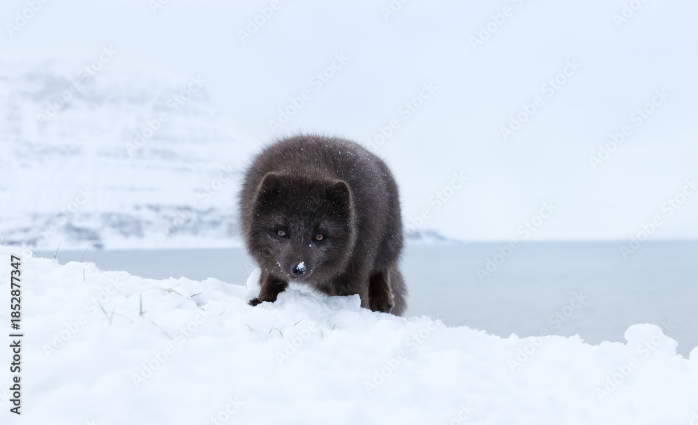 Naklejka premium Wild blue morph Arctic fox in snowy coastal landscape
