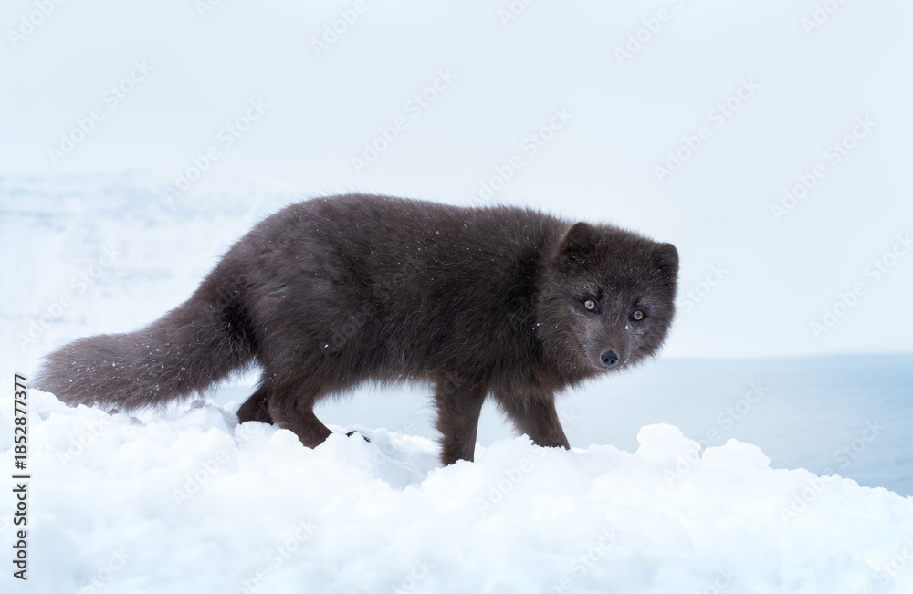 Naklejka premium Blue morph Arctic fox walking in a snowy white winter landscape