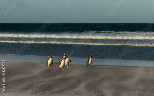 Photography Gentoo penguins walking across sandy beach in Falkland Islands