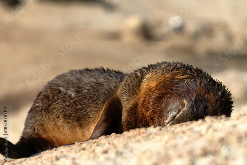 australian fur seal