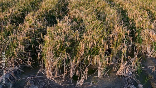 Rice plantation in the Ebro Delta, Catalonia, Spain. 4K. 
A field of mature rice, ready for harvest, illuminated by the warm light of the sunset and swaying in a gentle breeze.