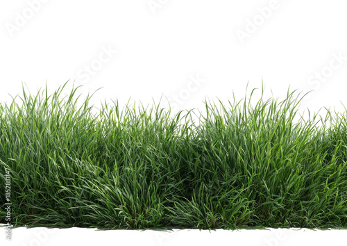 Lush green grass isolated against a transparent background. Blades are detailed