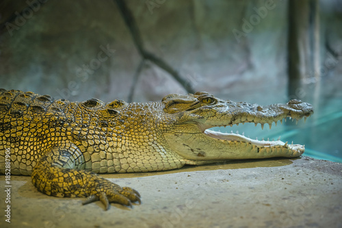 Real crocodile head close up view. Detail skin texture reptile