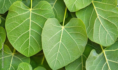 Close up of green leaves with veins pattern for nature and botanical use