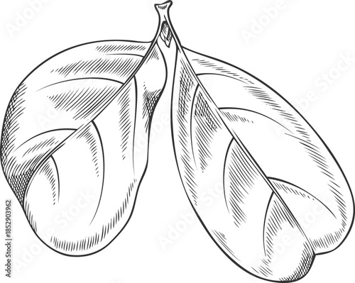 Acerola leaf icon, monochrome hand-drawn sketch, tropical plant.