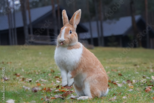 Fotografija Close-up of an orange-and-white rabbit standing on its hind legs on pale grass, looking toward the camera lens and showing its tongue on a cloudy autumn day