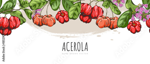 Banner with a seamless top border featuring acerola branches, berries, flowers, and leaves.