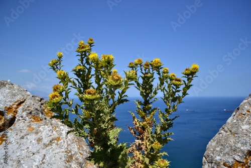 Wild coastal plants with yellow flowers by the sea under blue sky