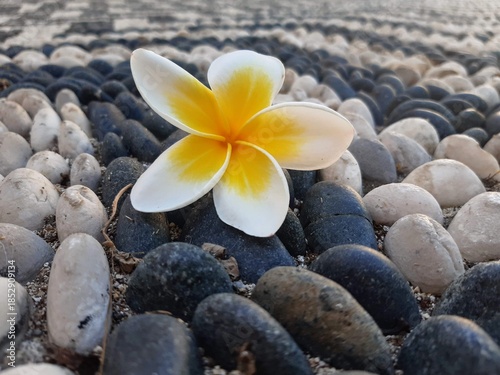 White frangipani flower on pebbles spa and wellness concept