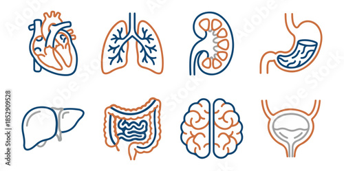 Human anatomy graphic set illustrating internal organs for medical education