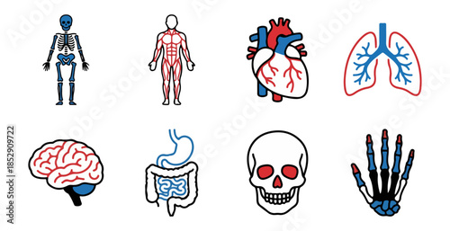 Human body anatomy illustrations skeletal muscular organs on black