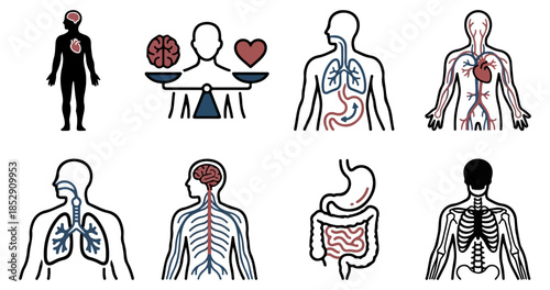 Human body systems visual representation for education