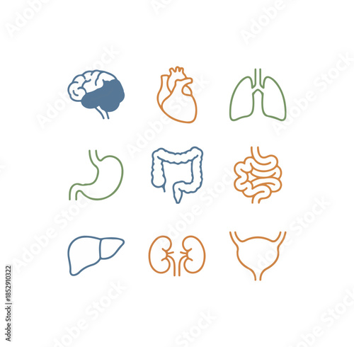 Human internal organs set vector illustration isolated on black background