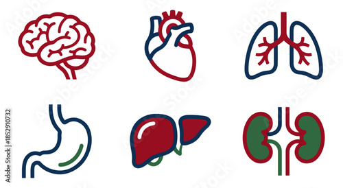 Medical icons brain heart lungs stomach liver kidneys isolated on white