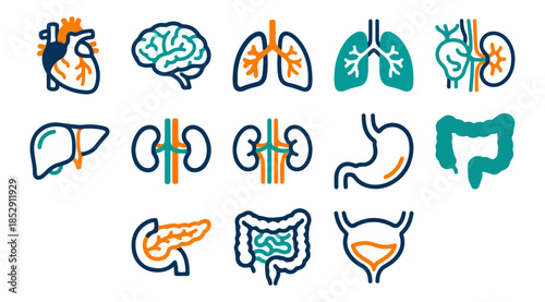 Medical illustration of human organs and anatomy for healthcare educational purposes