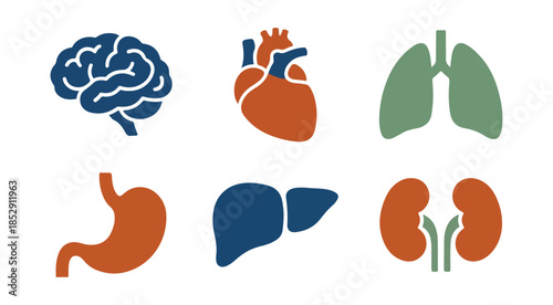 Medical illustration of human organs isolated on black background