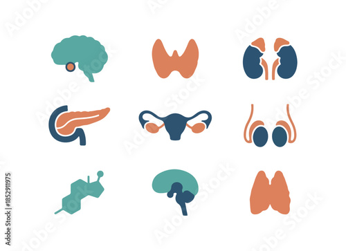 Medical illustration of human organs on black background