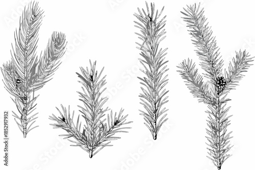 Detailed botanical illustration of various pine and fir tree branches