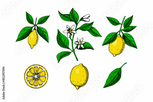 A botanical illustration showcasing vibrant lemons blossoms and lush green leaves