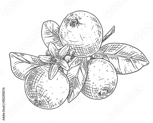 Hand drawn calamansi or calamondin branch with flowers and fruits. Vector illustration isolated on white background.