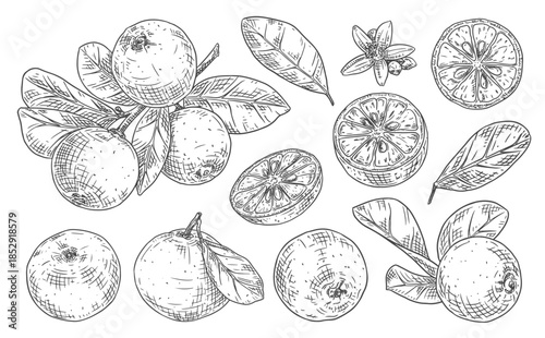 Set sketches with calamansi or calamondin, branch with yuzu, leaves and flowers. Vector illustration isolated on white background.