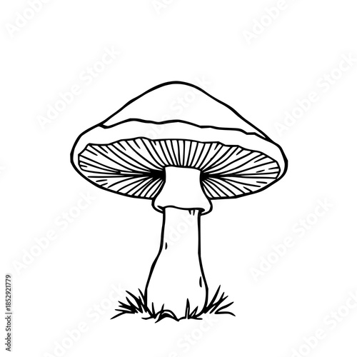 ​​Lion's mane mushroom, black line art, white back