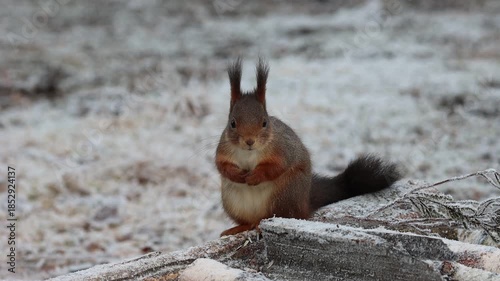 Squirrel