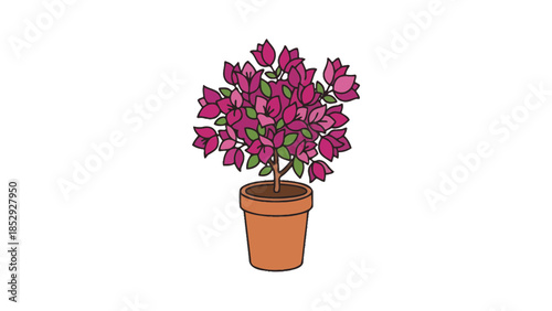 A potted bougainvillea plant with vibrant pink flowers.