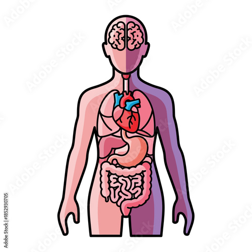 Anatomical illustration displaying the inner organs of a human body for medical training and