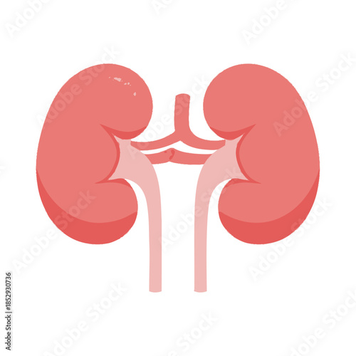 Anatomical representation of human kidneys illustration for educational purposes health promotion
