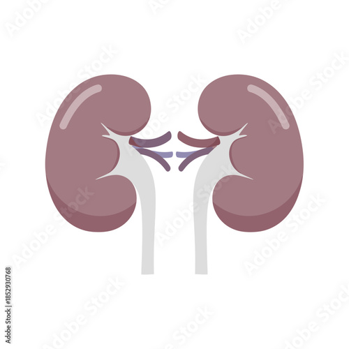 Human kidneys illustration with ureters depicting internal organ anatomy for medical purposes