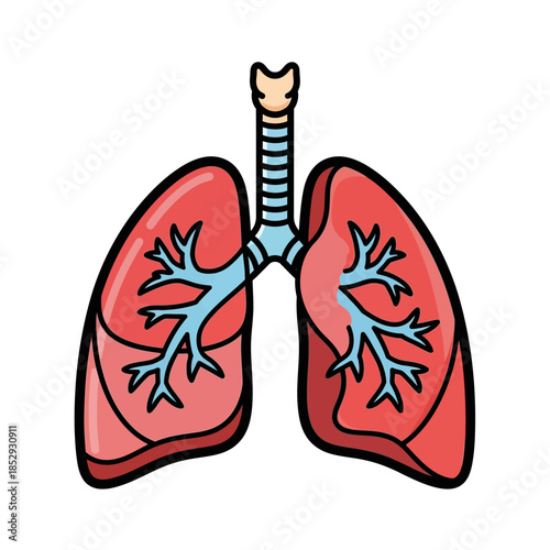 Simplified illustration of lungs, an essential organ for respiration and life function