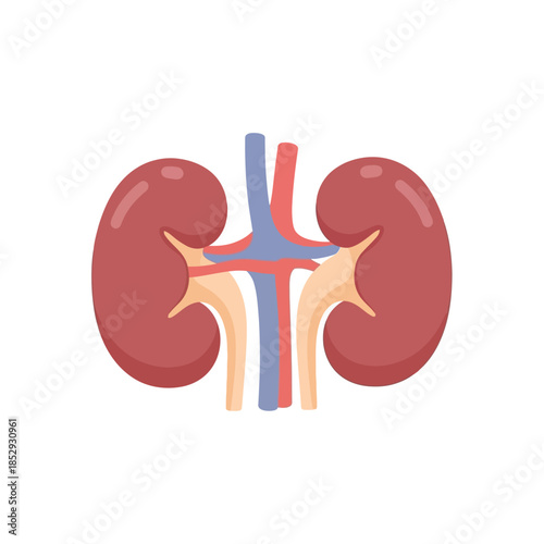 Simplified kidney illustration emphasizing anatomical structure and vascular connection for