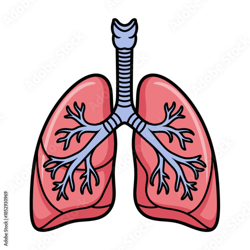 Simplified anatomical representation of human lungs and trachea structure illustration