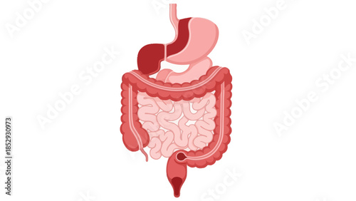 Detailed illustration of the human digestive system highlighting the stomach intestines and colon