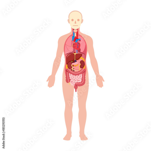 Human anatomy illustration displaying major internal organs for medical education purposes,