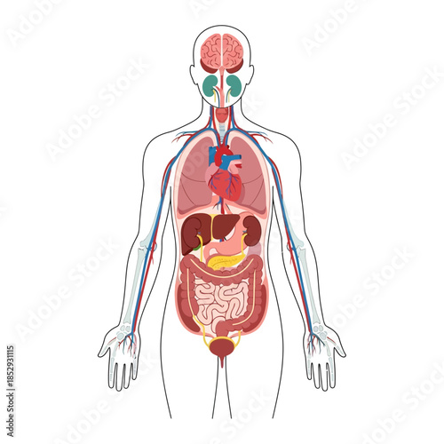 Comprehensive anatomical illustration depicting the human internal organ system design