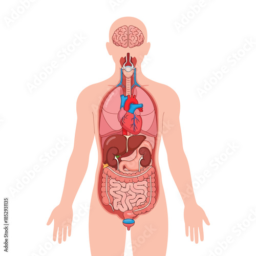 Detailed human anatomy illustration, showing internal organs within the body structure visual