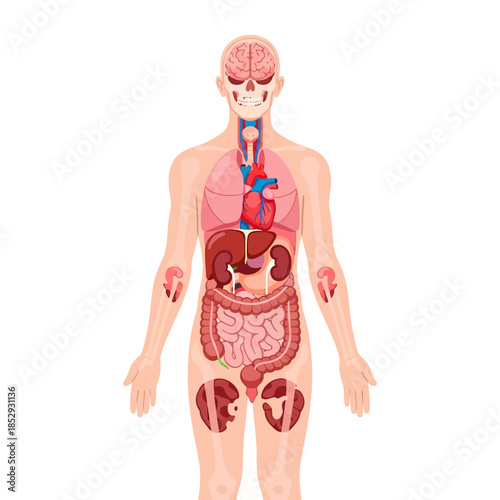 Detailed human internal organs illustration revealing anatomical structures placement health concept