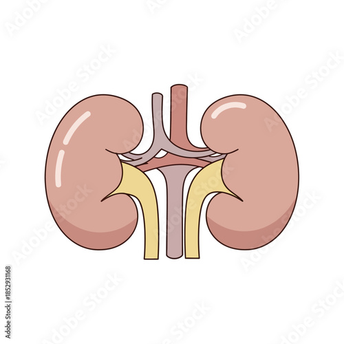 Illustration of Human Kidneys with Arteries and Veins Medical Anatomy Education