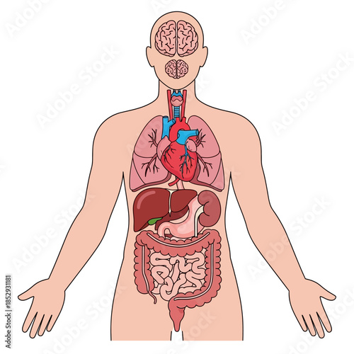 Illustration of internal human organs for medical education and anatomical representation of body