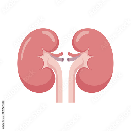 Illustrated kidneys with veins, highlighting renal anatomy and physiological health components
