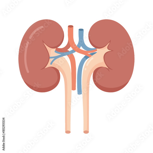 Stylized anatomical illustration depicting paired human kidneys and related vasculature
